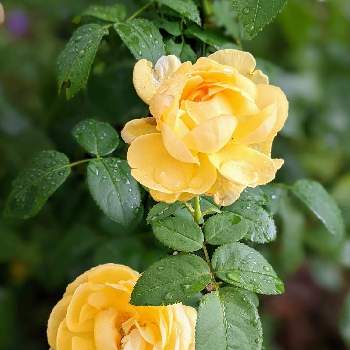 黄色いバラの画像 by みるきーさん | 小さな庭と庭のバラとばら バラ 薔薇とおうち園芸と花のある暮らしと黄色いバラ