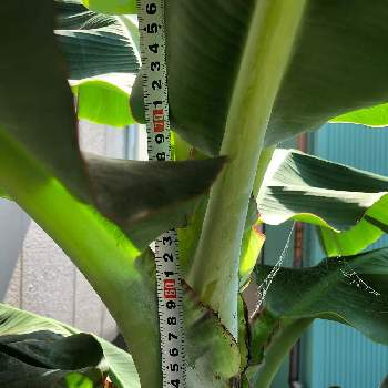 モンキーナババ同好会の画像 by わかつきさん | 小さな庭とバナナ栽培とスパルタン育成とバナナ同好会と身体測定*とモンキーナババ同好会とバナナ✨