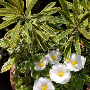 ユーフォルビア ゴールデンレインボーの投稿画像一覧 Greensnap グリーンスナップ