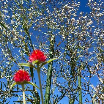 カスミソウ。の画像 by シクラメンさん | 小さな庭と赤いお花と穏やかな日々を願ってと青空と花と元気もらえると爽やか～とセンニチコウ(千日紅)と癒されると白いお花とお花とグリーンのある暮らしとかわいいとカスミソウ。と青空に映える