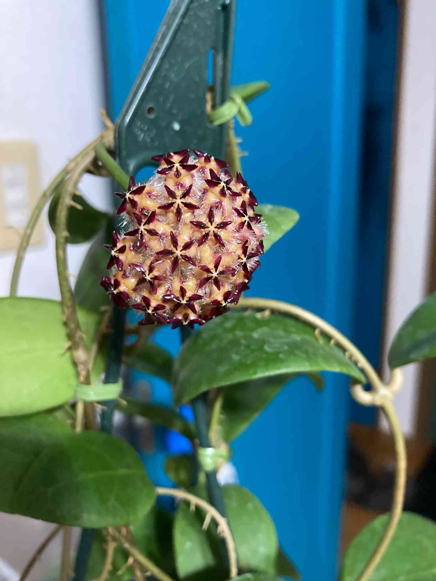 ホヤ ミンドレンシスの一覧｜🍀GreenSnap（グリーンスナップ）