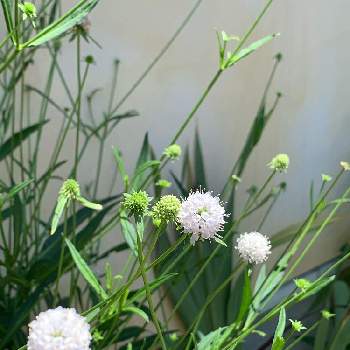 白くて丸い花の投稿画像一覧 Greensnap グリーンスナップ