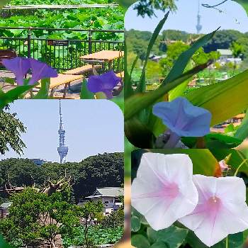 上野動物園の画像 by とりさん | 不忍池と上野動物園と上野公園