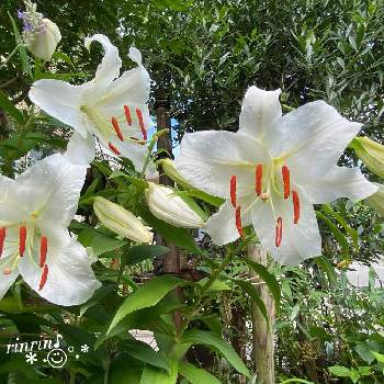 カサブランカ 白の画像 by rinrin♪さん | カサブランカとカサブランカ 白と今日のお花とかわちいと❀白の幻想❀
