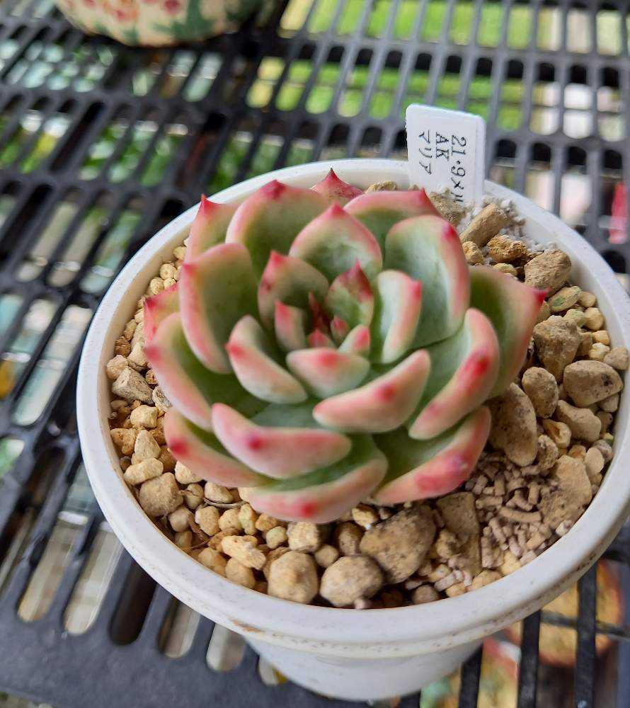 多肉植物 エケベリア　マリア 193A😇🌹AKマリア ｜🍀GreenSnap（グリーンスナップ）