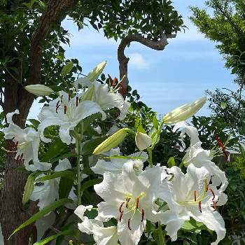 カサブランカ 白の画像 by ももこさん | 小さな庭とカサブランカ 白と今日のお花とお花のある暮らしとユリ　ゆり