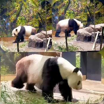 上野動物園の画像 by とりさん | 上野動物園とパンダ可愛いですね