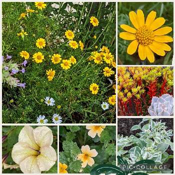 植物愛の画像 by リベカさん | 小さな庭と日曜ビタミンカラー♪とダールベルグ デージーと元気もらえるとGSに感謝。といつも心に太陽をとハツユキソウ☘️とジャメスブリテニアと斑入り葉っぱと花のある暮らしとマンネングサ属と花が好きと植物愛とちっちゃいものクラブ