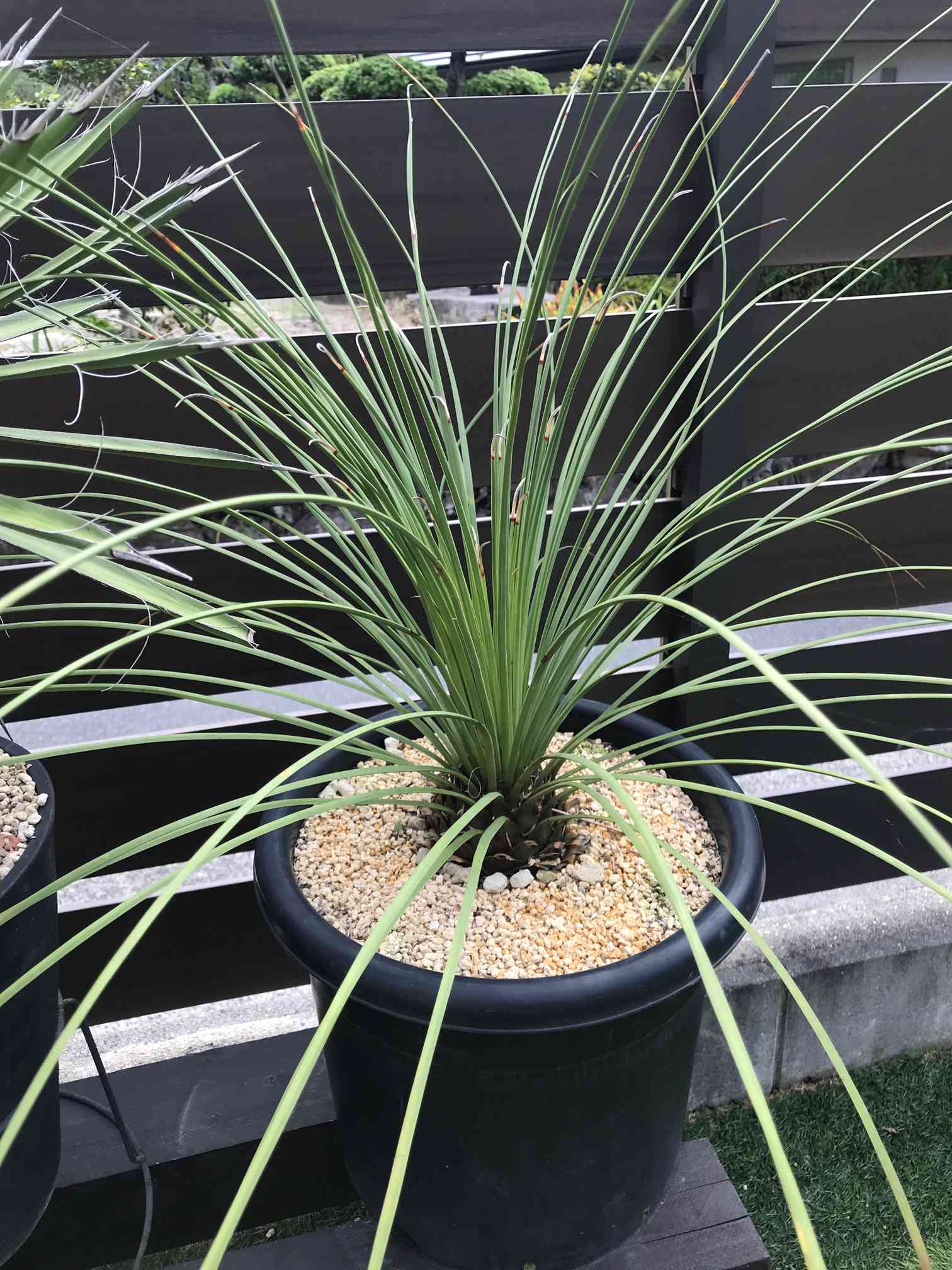 【現品】ダシリリオン・ クアドラングラツム　9号　あＭ番 楽天市場】【ロックガーデン ドライガーデン】【現品・現物