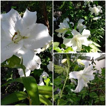 良い香りの花の画像 by ここさん | 小さな庭と地植えと良い香りの花とおうち園芸と草花 我家
