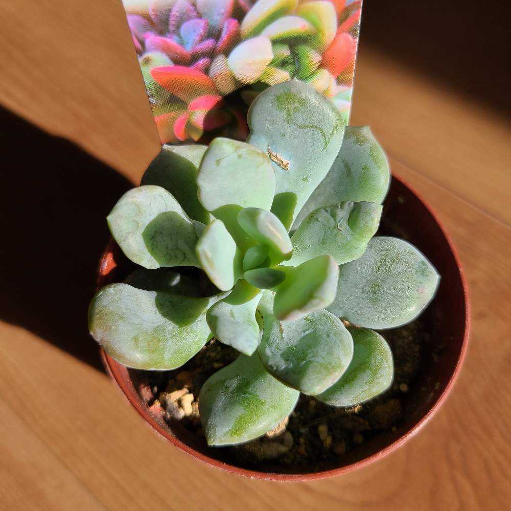 元禄美人 の成長記録💗👗｜🍀GreenSnap（グリーンスナップ）