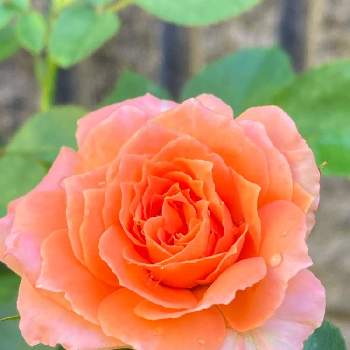 バラの新苗の画像 by こなつさん | 小さな庭とバラ ビブレバカンス！とmy gardenとばら バラ 薔薇とわくわく♡とかわいい♡とひとつだけと四季咲きとバラの新苗とすきな色