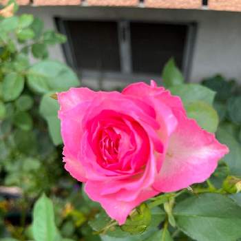 癒しの場所✿︎の画像 by きよちゃん*:ஐさん | 小さな庭とばら バラ 薔薇と植物に癒されて✿︎とおうち園芸とお花のある暮らしとストロベリーアイスと癒しの場所✿︎