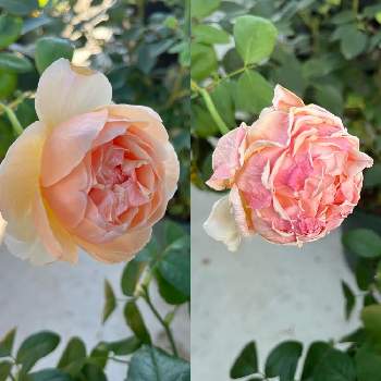 バラ ジュード・ジ・オブスキュアの画像 by まささん | 鉢植えとばら バラ 薔薇とバラ ジュード・ジ・オブスキュアと蕾を見ると咲かせてあげたい