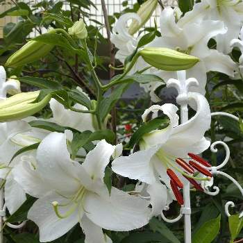 カサブランカ 白の画像 by すみれさん | カサブランカとカサブランカ 白といいかおりと植物のある暮らしと放置栽培。と今日のお花と素敵な色と綺麗な色♡と花のある暮らしと白い花大好きと白い花とgreen*love