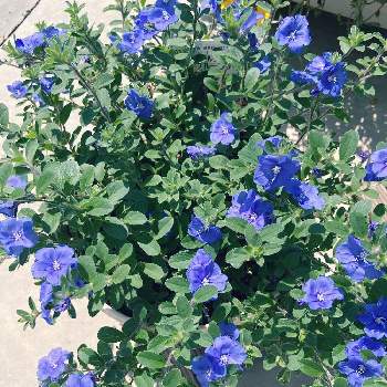大きくなったの画像 by メロンパンナさん | 小さな庭とエボルブルス ブルーラグーンと初心者と青い花と大きくなったと子育ての合間