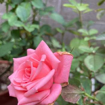 可愛い⭐︎の画像 by くう～⭐️さん | ミニバラ フォーエバーとお花大好き♡と可愛い⭐︎と癒しと庭に咲いているお花とGSに感謝