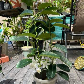 マダガスカルジャスミン,観葉植物,つる性植物,ガガイモ科の画像