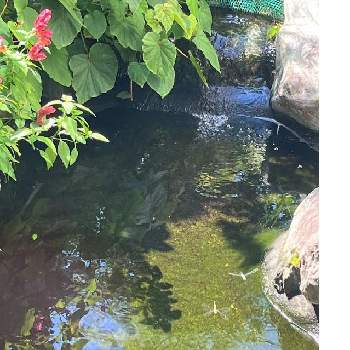 池に...の画像 by あおうみうしさん | 池に...とあおうみ*水性と花の15年組とあおうみ*生き物達
