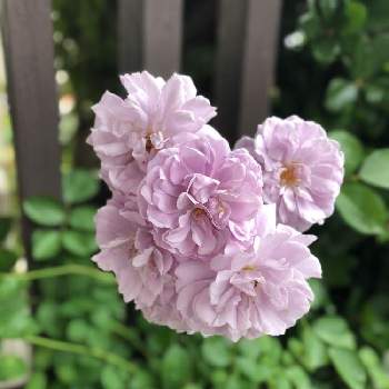 Yumimiの花壇♡の画像 by Yumimiさん | 玄関とレイニーブルーとYumimiの花壇♡と園芸女子と聖子ちゃんの歌をもう一度♡∗︎*ﾟとおうち園芸と癒されると咲いてますと꒰ღ˘◡˘ற꒱かわゅ~と花のある暮らしとお花は癒しと花が好きと可愛いね♡