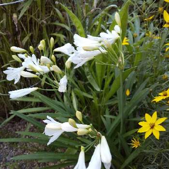 アガパンサス    白の画像 by ノッコちゃんさん | 小さな庭とアガパンサス    白と大切な癒やしとおきにいり ♡と大好きなお花♡とお花畑    と白い花