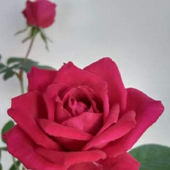 癒しのお花の画像 by saraさん | テラスと禅 ローズとバラと禅ローズ   篤姫(あつひめ)と赤いお花とかわいいお花♡と大好きなお花と癒しのお花と花のある暮らしとばら 薔薇 バラと月曜日にはバラを