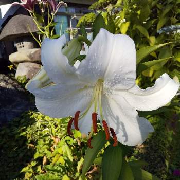 カサブランカ 白の画像 by ノッコちゃんさん | 小さな庭とカサブランカ 白と大切な癒やしと池の周りとおきにいり ♡と大好きなお花♡と♥︎すてき♥︎と花のある暮らしと白い花
