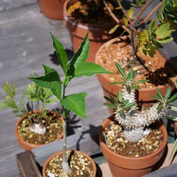 パキポディウム,バオバブ,アダンソニア ディギタータ,lumix-gh5m2,観葉植物の画像