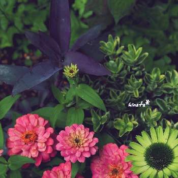 紫御殿の画像 by ひなたさん | 小さな庭と紫御殿とジニアとエキナセアと紫御殿❇とちいさな幸せ♡とマイガーデンとジニア・プロフュージョンとはなのある暮らしとお花に癒されてとガーデニングとエキナセア❁とお花は癒しと小さな花