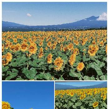 iPhone8の画像 by すもーるさん | お出かけ先とひまわりとアップ写真とflowerpowerと夏の花とiPhone8と世界が平和になりますようにと明野のひまわり畑
