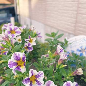 これから楽しみ！の画像 by ボンバーケイさん | エクステリアとようやく花がと簡単に咲くよと可愛い❤とおうち園芸と紫色のお花♡とこれから楽しみ！