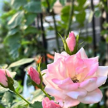 つる薔薇 春霞の投稿画像一覧 Greensnap グリーンスナップ