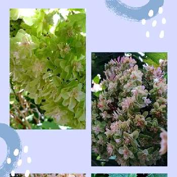 グラデーションか綺麗の画像 by CHIEさん | カシワバアジサイと庭の花とおうち園芸とグラデーションか綺麗と綺麗なお花とシックな色と綺麗な色♡