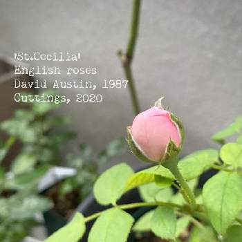 Erセントセシリアの投稿画像一覧 Greensnap グリーンスナップ