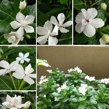 天使のビンカの投稿画像一覧 Greensnap グリーンスナップ