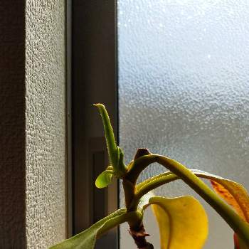 ウツボカズラ,食虫植物・ウツボカズラ,窓辺の画像
