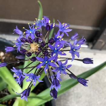 シラー,青色の花,お出かけ先の画像