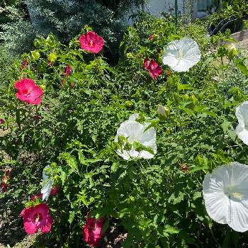 広いお庭の画像 by ラックスさん | 広い庭とタイタンハイビスカス   ☆と庭の花と花のある生活と夏の花と広いお庭とガーデニング