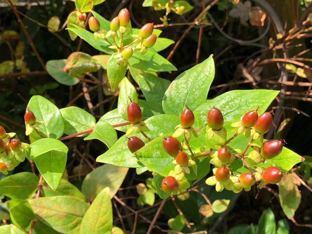 ヒペリカムをドライフラワーに（╹◡╹）♡｜🍀GreenSnap（グリーン