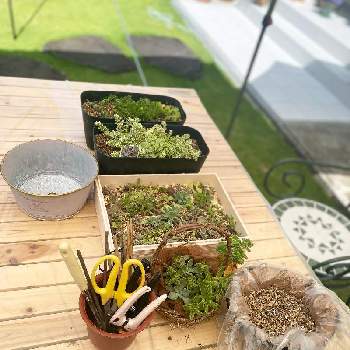可愛い鉢の画像 by mi-koさん | セダムと寄せ植えとお庭遊びと今日の一枚と芝生の庭と可愛い鉢