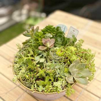可愛い鉢の画像 by mi-koさん | インテリアと寄せ植えとお庭遊びと今日の一枚と芝生の庭と可愛い鉢