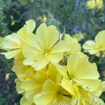 輝く花の投稿画像一覧 Greensnap グリーンスナップ