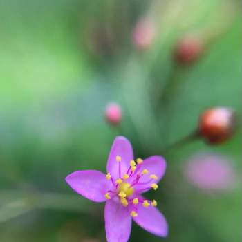 三時草の画像 by あきらさん | 三時草とピンクの花と夏の庭にてと山野草と夏の花と三時草♡