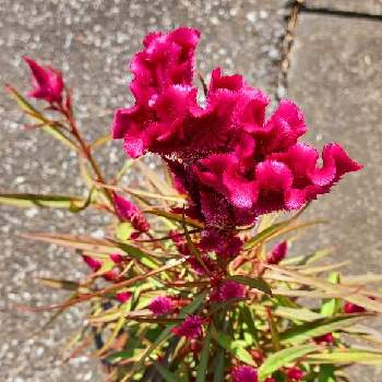 強い植物の画像 by ハリネズミさん | お出かけ先と夏の花と晴れ☀と元気な花と強い植物
