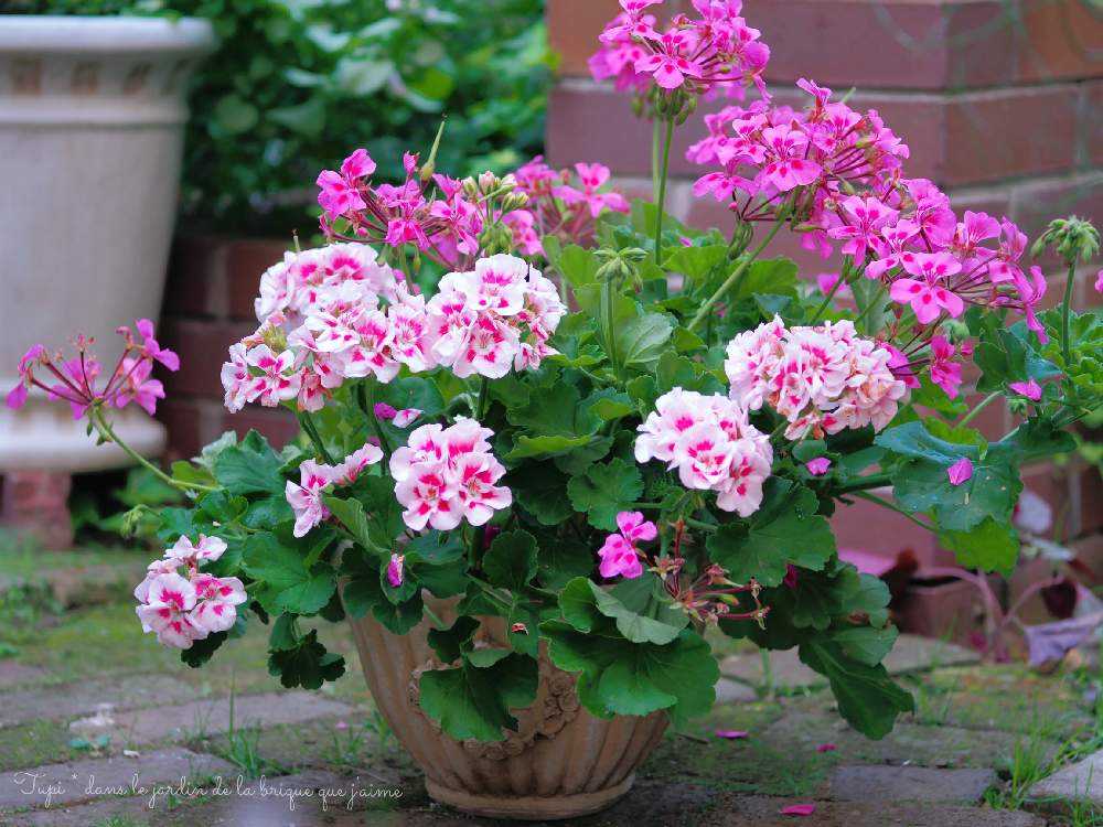 スーパーゼラニウム チャンピオン ネオンスポットの投稿画像 By Tupi さん スーパーゼラニウム チャンピオンとスーパーゼラニウムチャンピオン キャロルとみどりのある暮らしと植物のある暮らしとpw花苗アンバサダー22とpw花苗アンバサダー21とpwとマイガーデンとpw