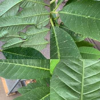 うどん粉病の投稿画像一覧 Greensnap グリーンスナップ