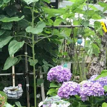 オープンガーデンの画像 by ibumomoさん | インテリア　リサイクル生活雑貨とグリーンインテリアとオープンガーデンとPW夏色ガーデンとガーデンライフ