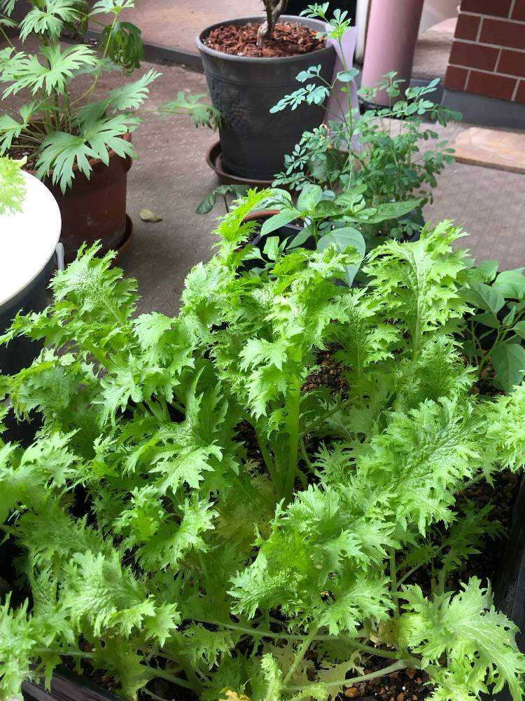 わさび菜と Greensnap グリーンスナップ