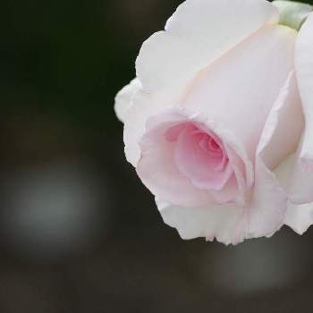 上品な美しさ♡の画像 by コーヒーたいむさん | ばら バラ 薔薇と白いバラと月曜日にはバラをと花のある暮らしと上品な美しさ♡