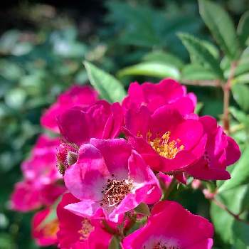 北山緑化植物園の画像 by サナさん | バラ モーツァルトとお出かけとばら バラ 薔薇と北山緑化植物園と月曜日にはバラを